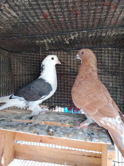 2 breeder pair