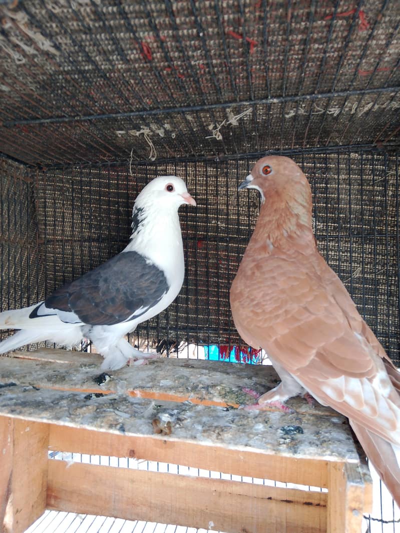 2 breeder pair 0