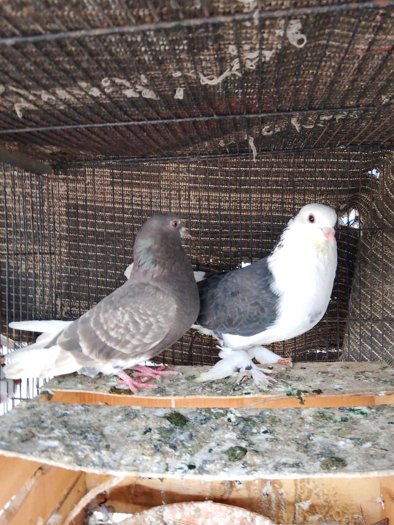 2 breeder pair 1