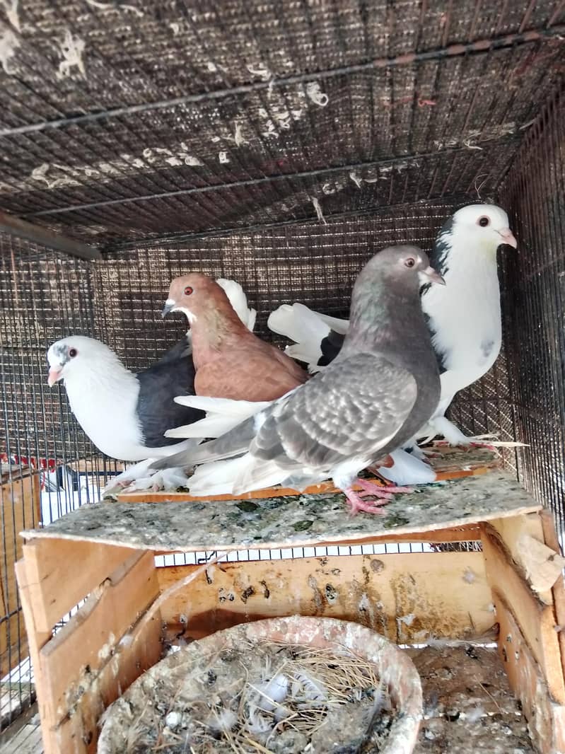 2 breeder pair 2