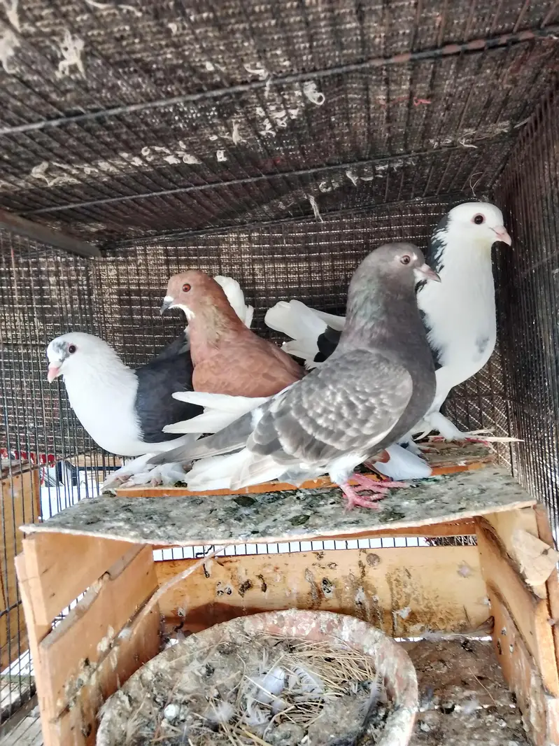 2 breeder pair — photo 3