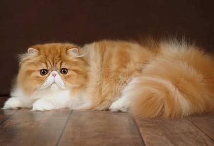 pure persian
