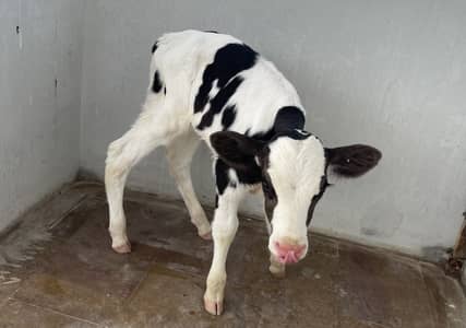 Austallian cow baby