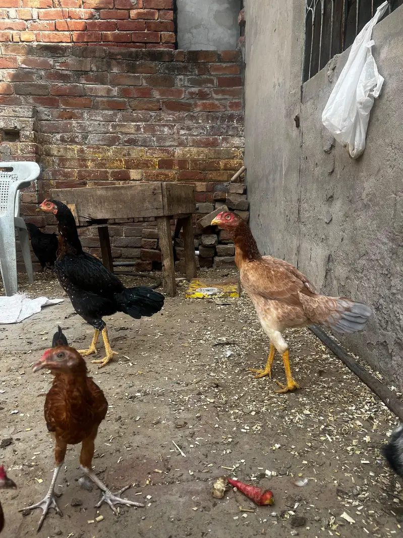 15 aseel murgyan pakistani03154675446 video WhatsUp — photo 3