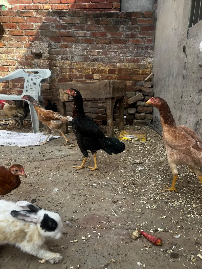 15 aseel murgyan pakistani03154675446 video WhatsUp — photo 4