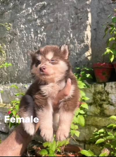Wooly Husky Puppies - Blue Eyes - Looking for New Home - Murree