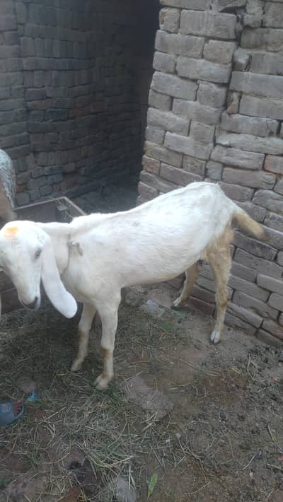 Desi bakri for sale