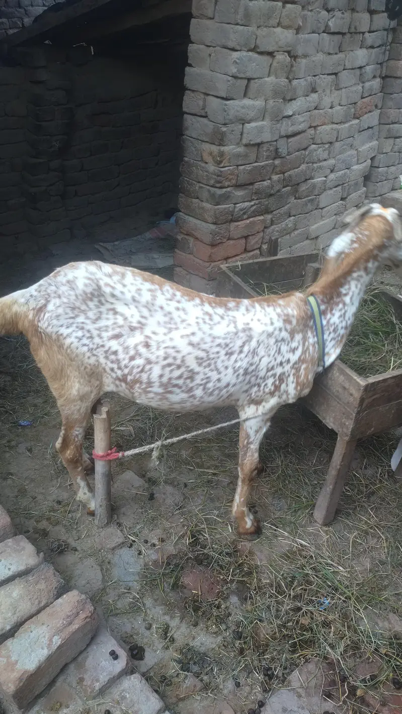 Desi bakri for sale — photo 2