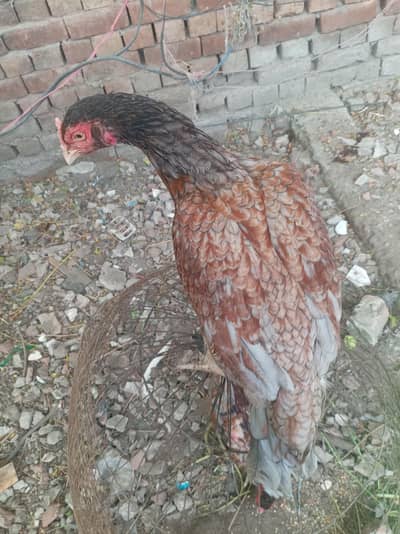 two aseel madi full healthy and active for sale