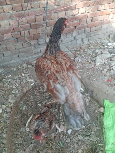 aseel madi full healthy and active for sale