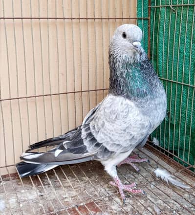 Silver Bajrai Male For Sale