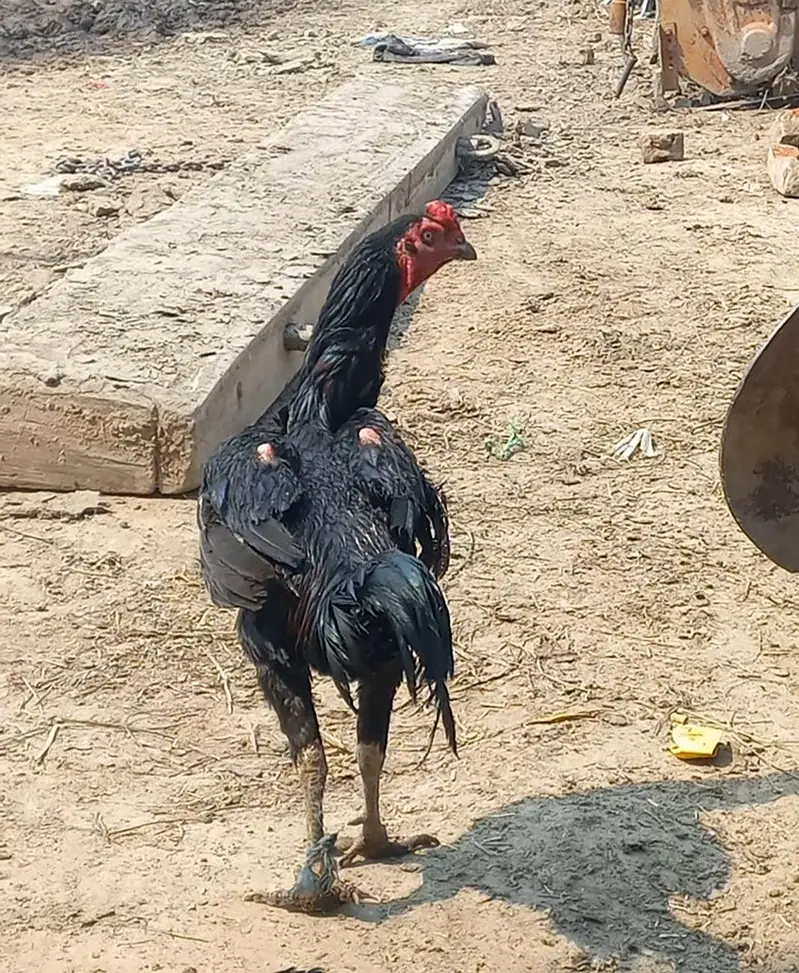 aseel patha — photo 2