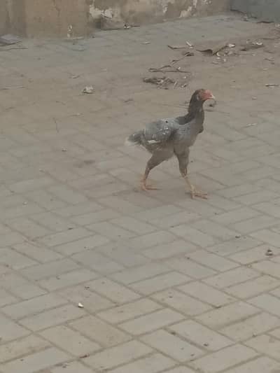 for sale