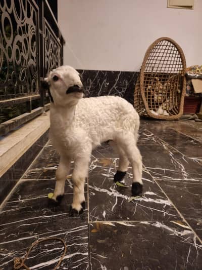 baby sheep