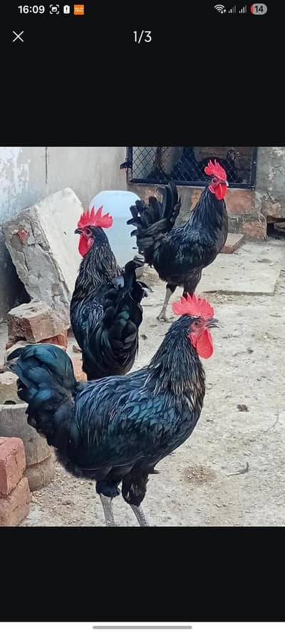 home breed australorp mix for eggs