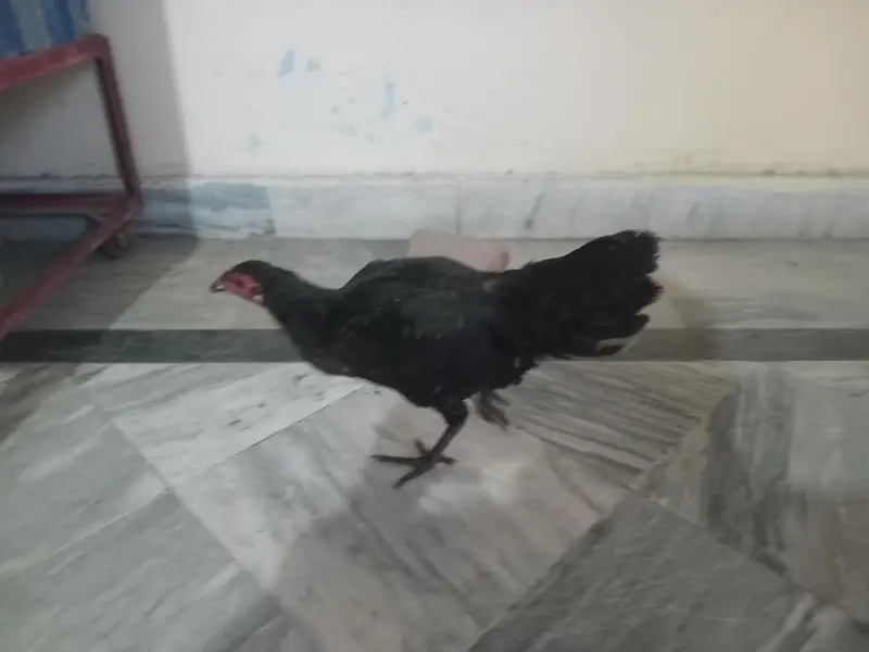 Black Aseel thai females — photo 2