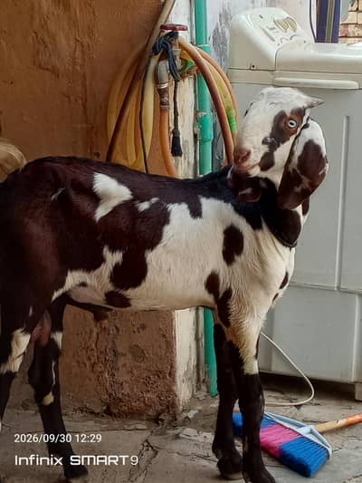 MASHAALLAH g Bohat hi khoobsorat Bakra  Whatsapp 03111412912