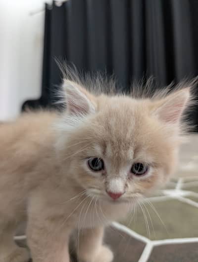 Male Kitten