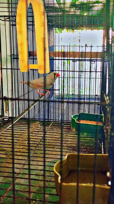 zebra finch only 1 ha with cage