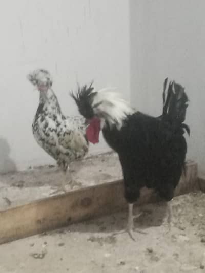 polish pair for sale