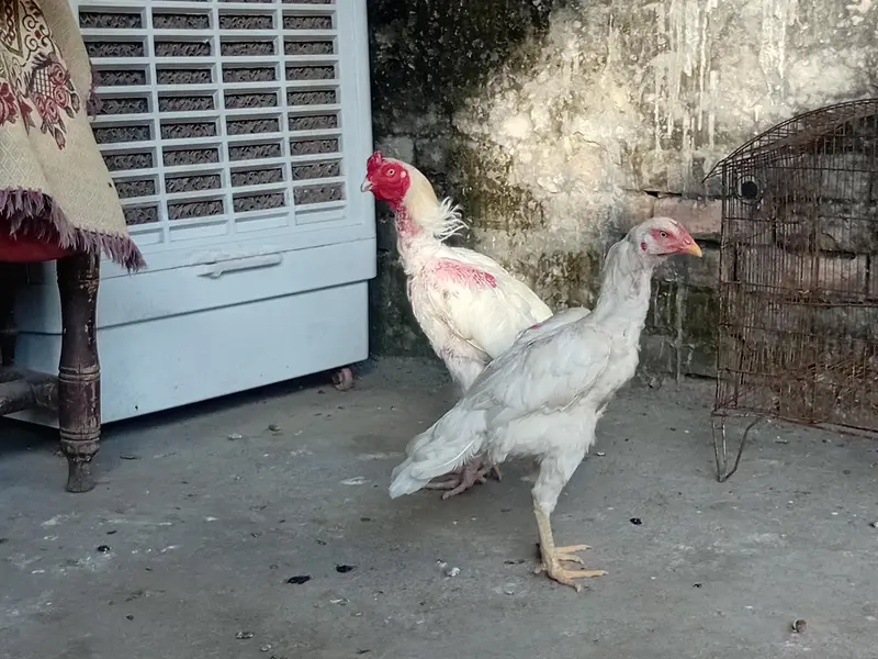white pair — photo 2