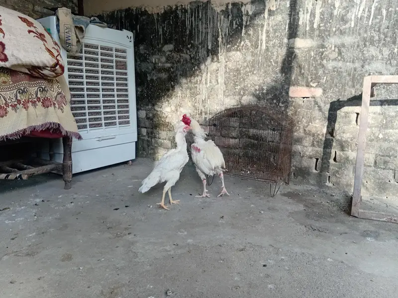 white pair — photo 3