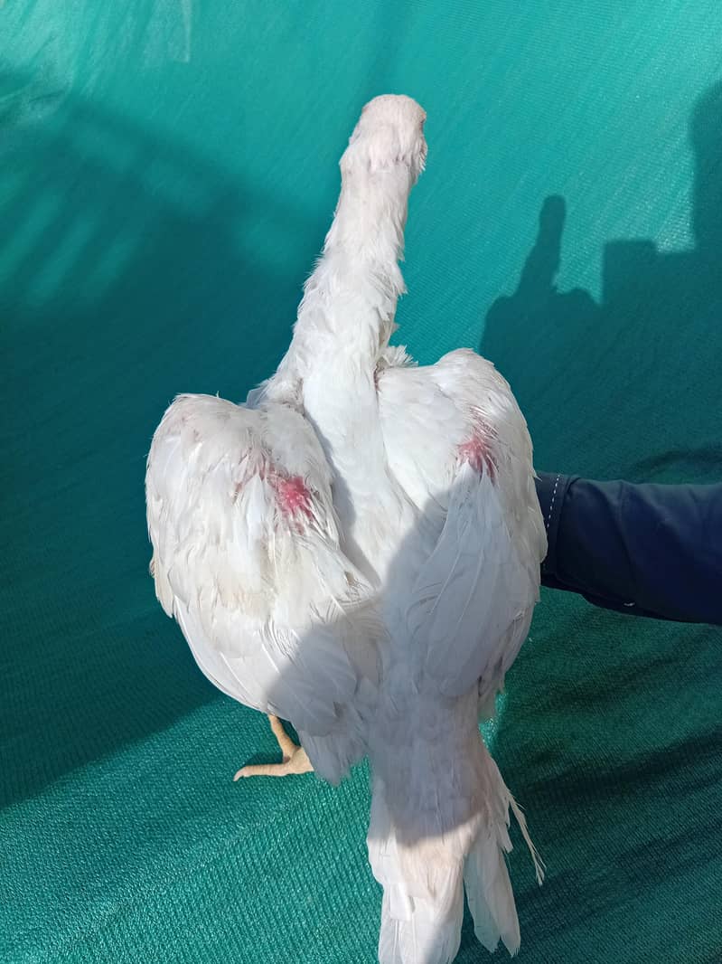 white pair 11