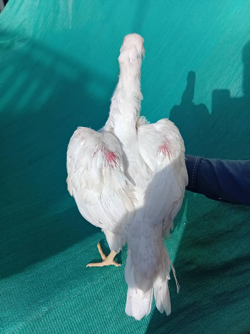 white pair 12