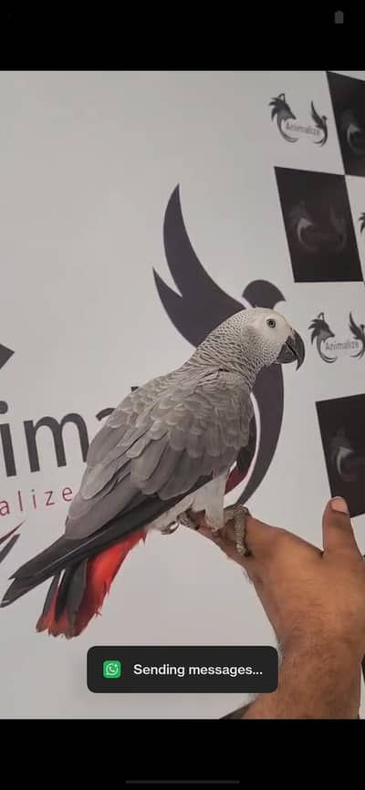 African Grey