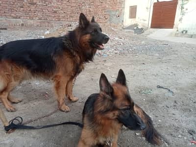 German Shepherd pair | Breeder pair | Long coat | GSD pair