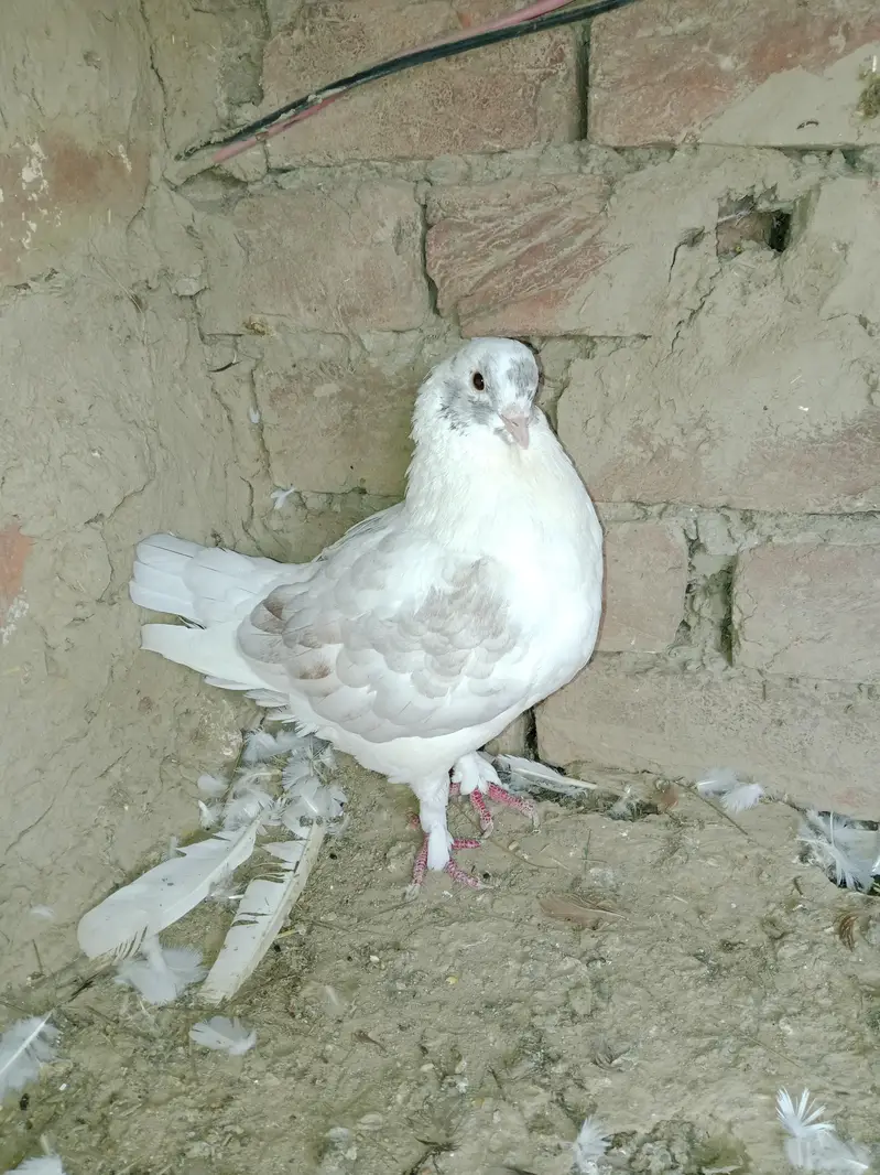 white American madina king 03040482010 — photo 8