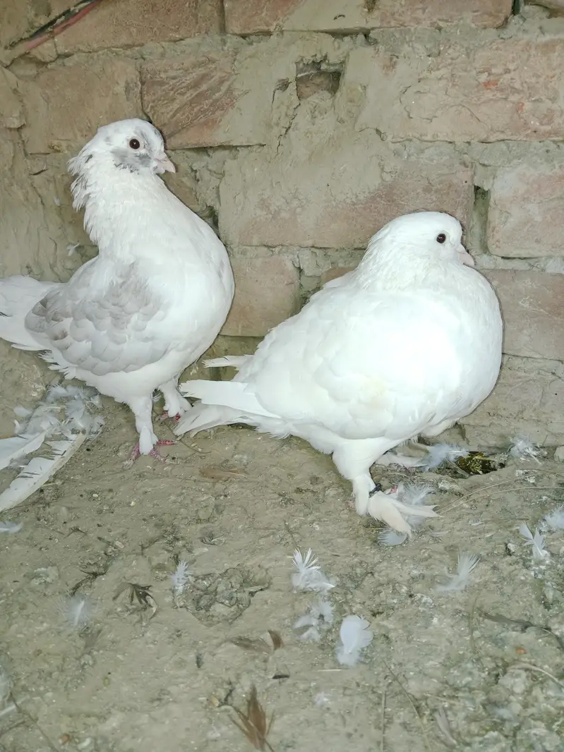 white American madina king 03040482010 — photo 9