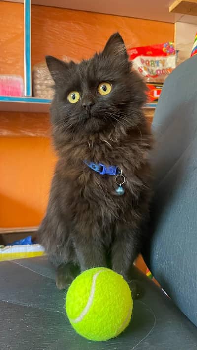 persian black cat