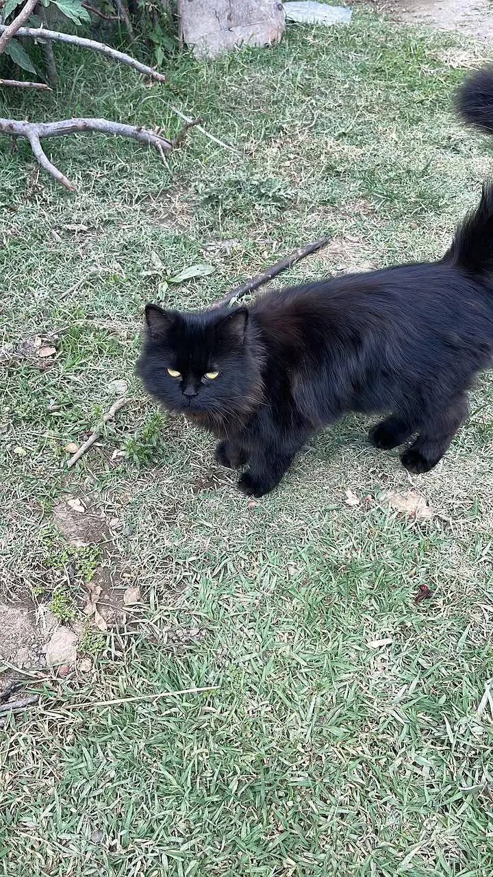 persian black cat — photo 2