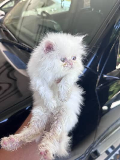 Persian Kitten For Sale