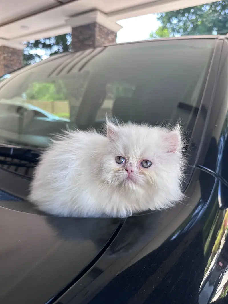 Persian Kitten For Sale — photo 3