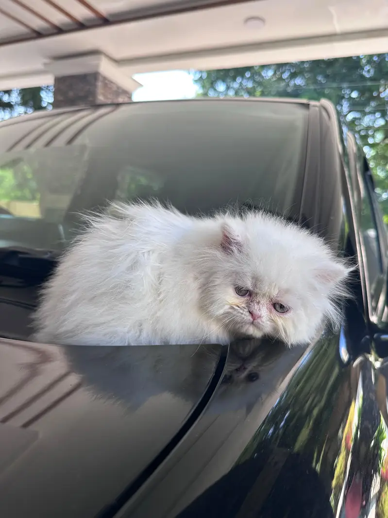 Persian Kitten For Sale — photo 5