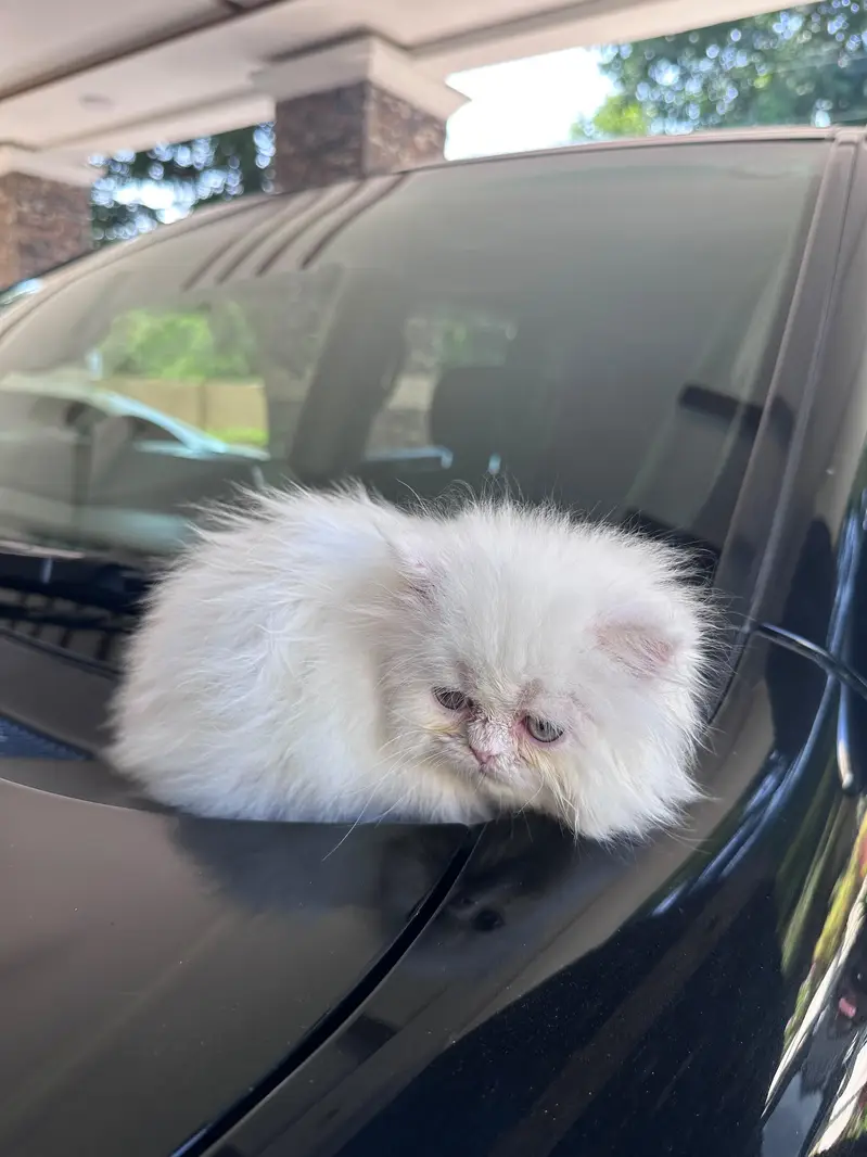 Persian Kitten For Sale — photo 7