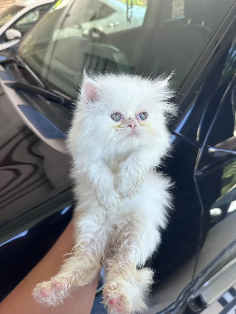 Persian Kitten For Sale — photo 8