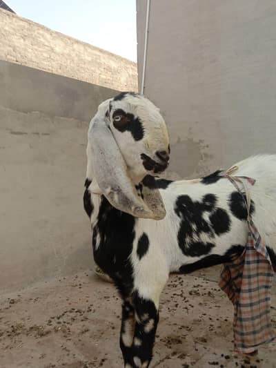 Top Quality Sheera Print Breeder Male