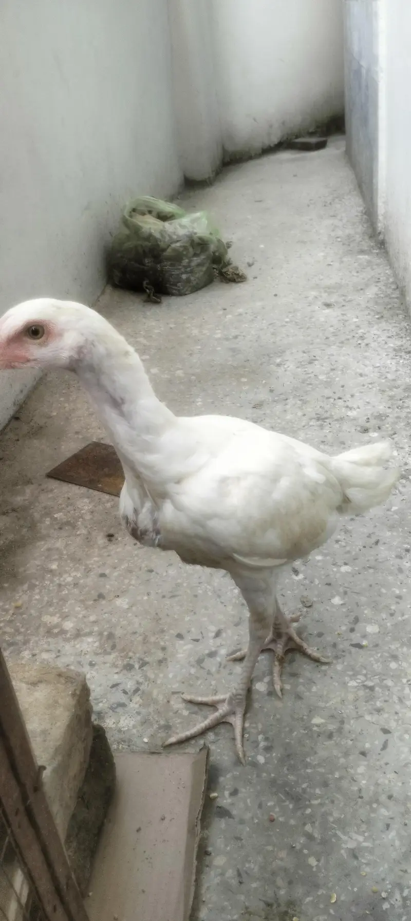 aseel Heera high quality patha for sale — photo 2