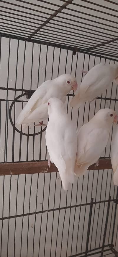 albino red eye dna pairs