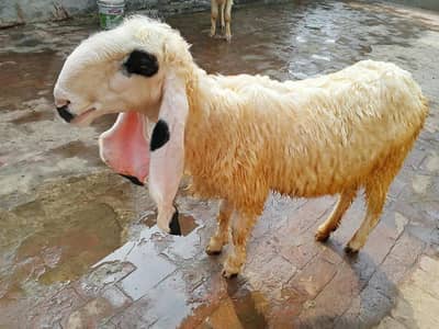 for sale Gajly Animals Total ( 4 )