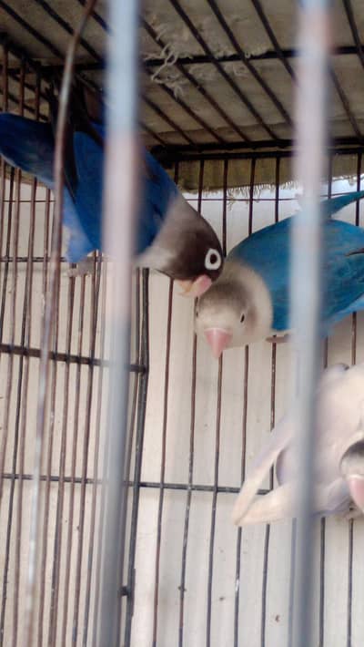 Blue Fischer's Pair