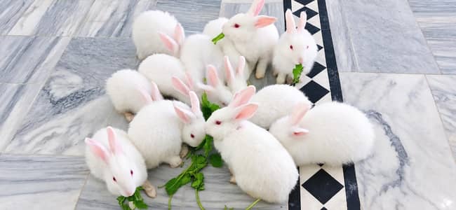 rabbits for sale