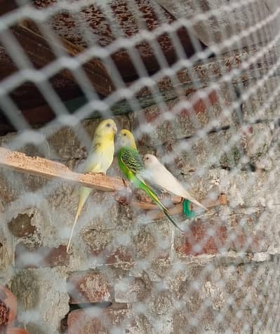Australion Perot's for sale. watsapp no. . . 0347 1521806
