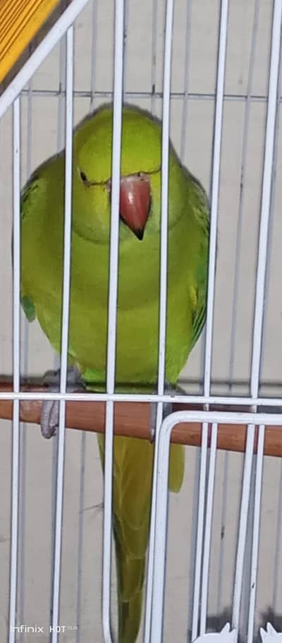 Ringneck