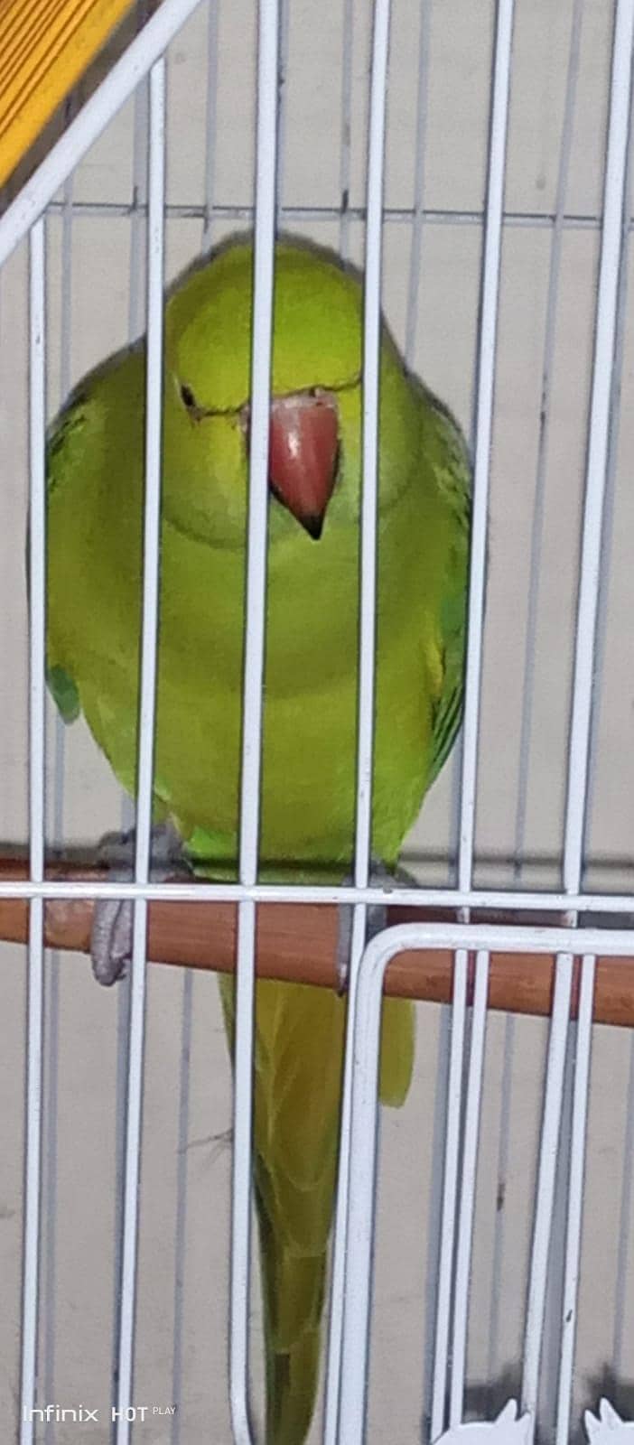 Ringneck 0