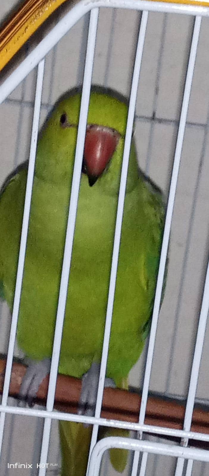 Ringneck 1