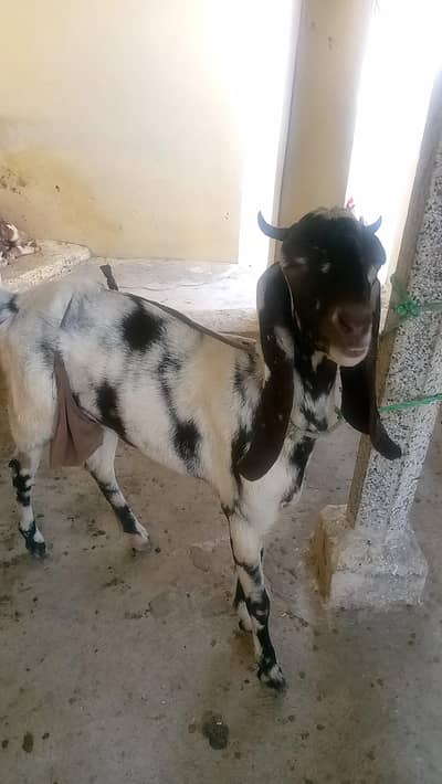 bital bakree hai